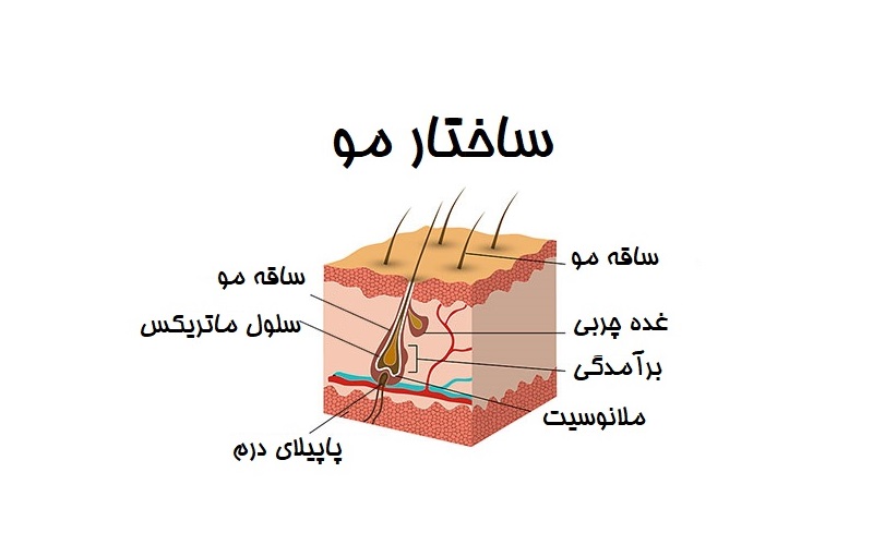 ساختار مو و مراحل رشد مو ؛ از ریشه تا زیبایی 1 ساختار مو و مراحل رشد مو